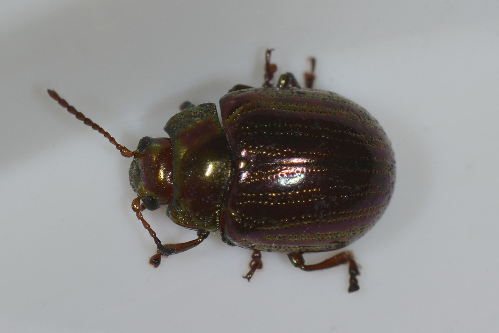 Chrysolina americana sbiadita